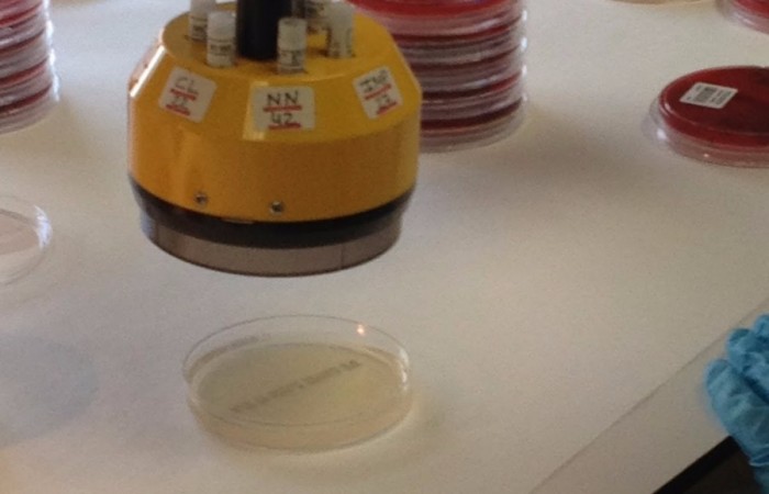 Antibiograma. Microbiologia H Clinic